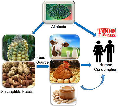 Aflatoxins diagram_opt