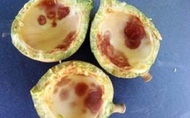 Pseudotheraptus wayi lesions_opt