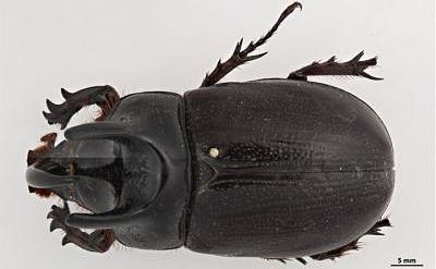 M CRB Male dorsal_opt
