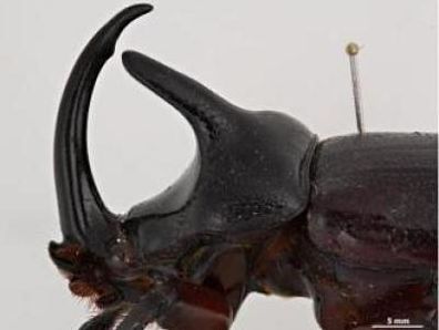 M CRB Male head_opt