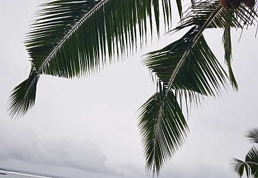V shapes in frond