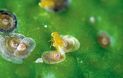 A. melanus parasitising C scale_opt