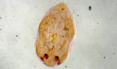 coconut_scale male pupa_opt