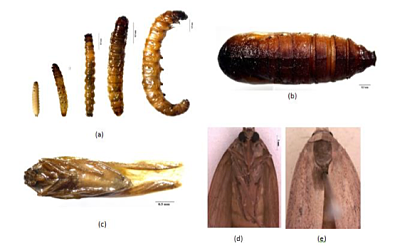 spike moth life cycle_opt