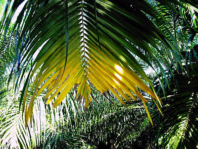 Finschaffen Disorder Fronds_opt-1copy