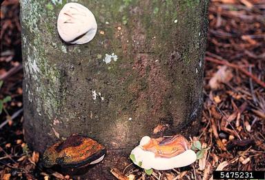 Ganoderma 3 stages of basidiocarp
