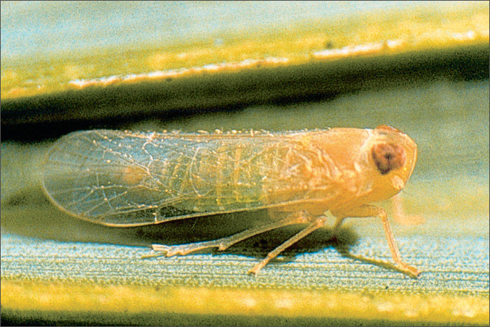 Myndus crudus