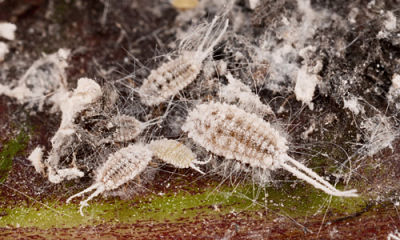 Ferrisia_virgata adult and nymphs_opt copy