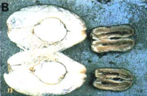 section of damaged nuts_opt copy